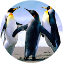 Paul Van Holland profile picture